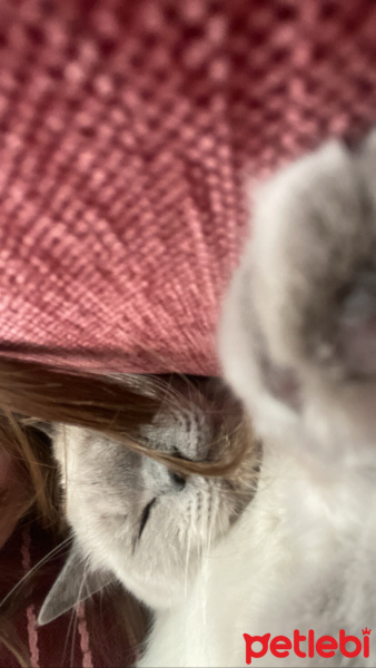 British Shorthair, Kedi  Salep fotoğrafı