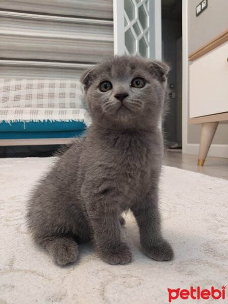 British Shorthair, Kedi  BRİTİSH SHORTHAİR fotoğrafı