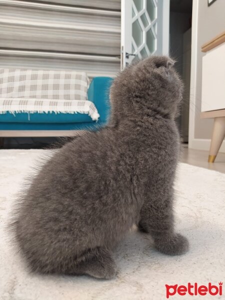 British Shorthair, Kedi  BRİTİSH SHORTHAİR fotoğrafı