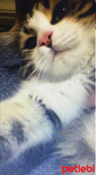 Tekir Kedi, Kedi  rosco fotoğrafı