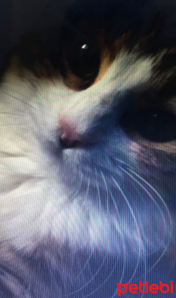Tekir Kedi, Kedi  rosco fotoğrafı