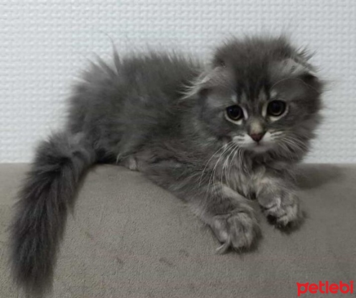 Scottish Fold, Kedi  Duman fotoğrafı