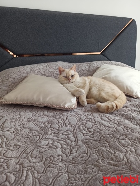 British Shorthair, Kedi  Bulut fotoğrafı
