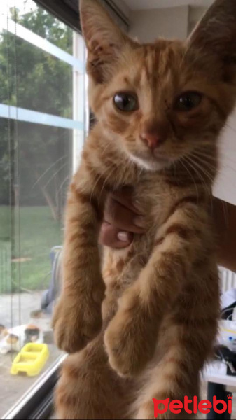 Tekir Kedi, Kedi  Yoda fotoğrafı