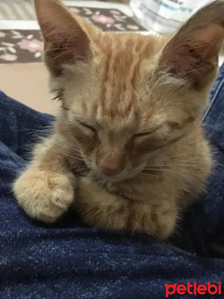 Tekir Kedi, Kedi  Yoda fotoğrafı
