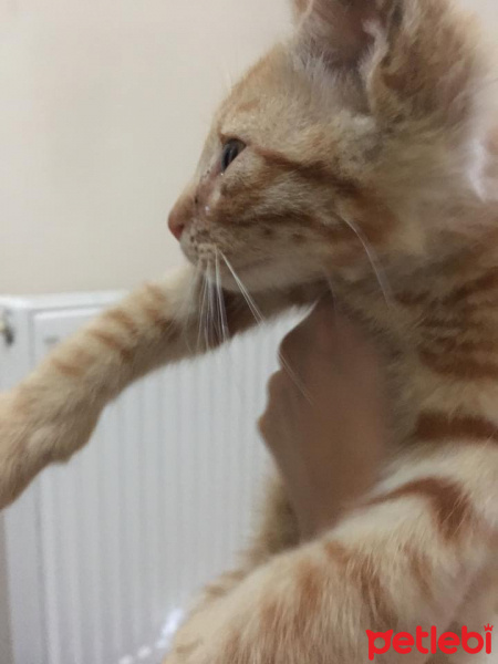 Tekir Kedi, Kedi  Yoda fotoğrafı