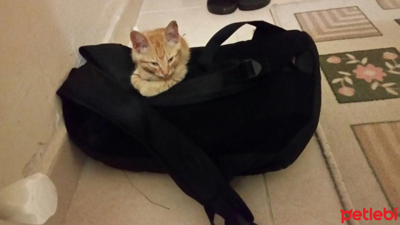 Tekir Kedi, Kedi  Yoda fotoğrafı
