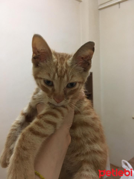 Tekir Kedi, Kedi  Yoda fotoğrafı