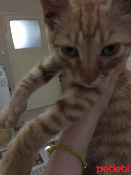 Tekir Kedi, Kedi  Yoda fotoğrafı