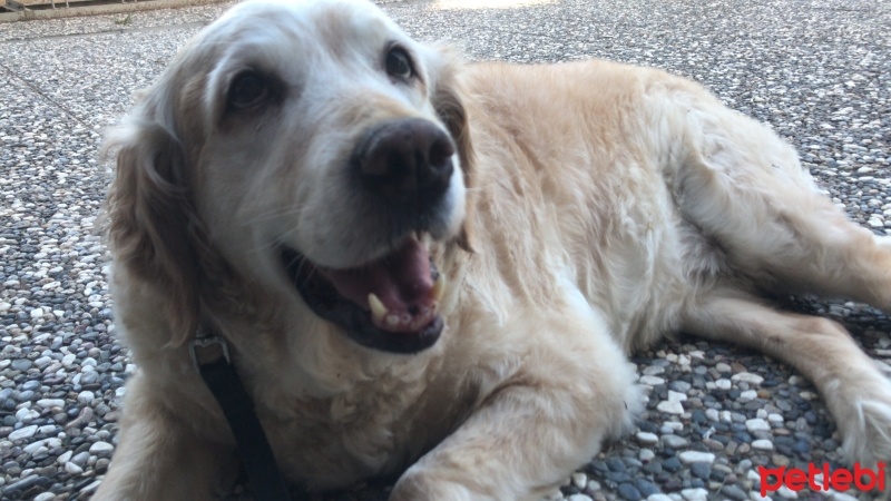 Golden Retriever, Köpek  Şeftali fotoğrafı