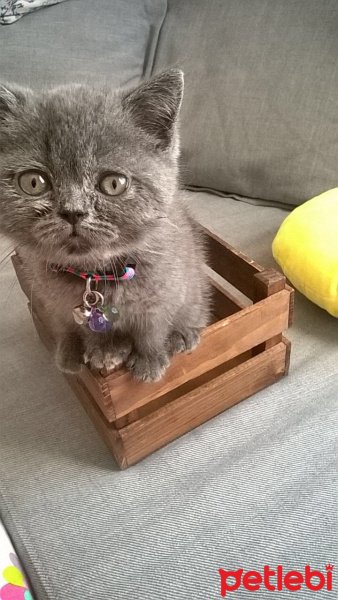 British Shorthair, Kedi  Ceku fotoğrafı
