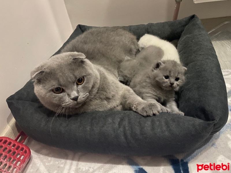 British Shorthair, Kedi  Gümüş fotoğrafı