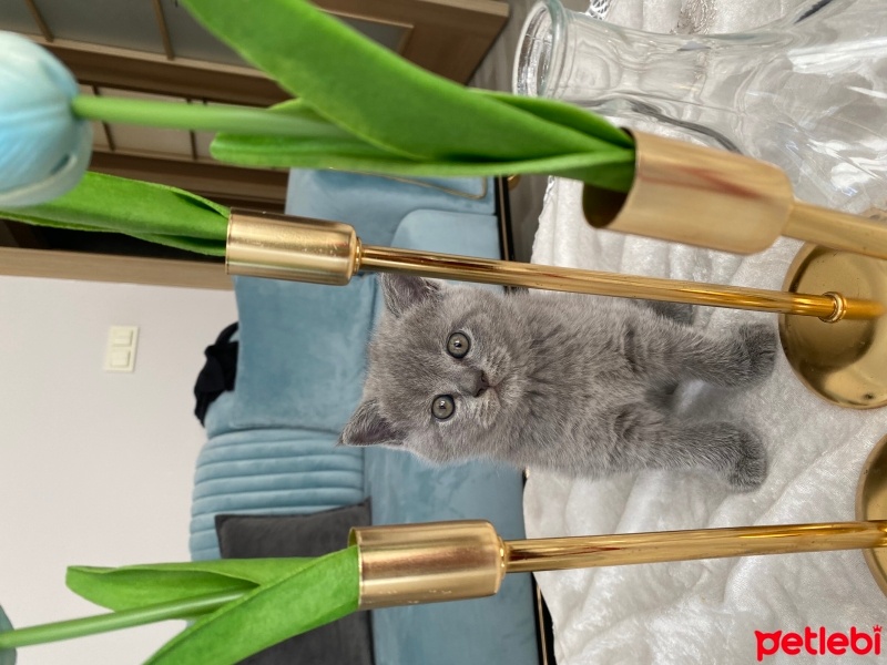 British Shorthair, Kedi  Gümüş fotoğrafı