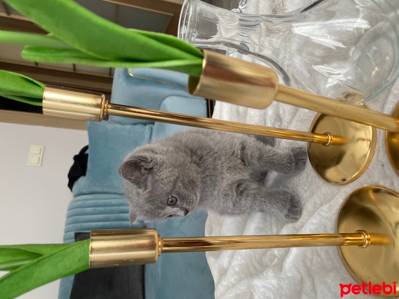 British Shorthair, Kedi  Gümüş fotoğrafı