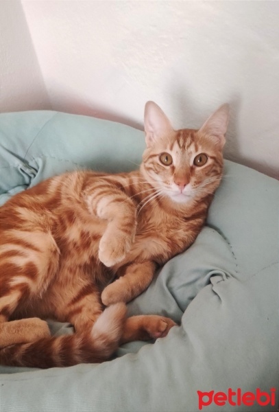 Tekir Kedi, Kedi  Ateş fotoğrafı
