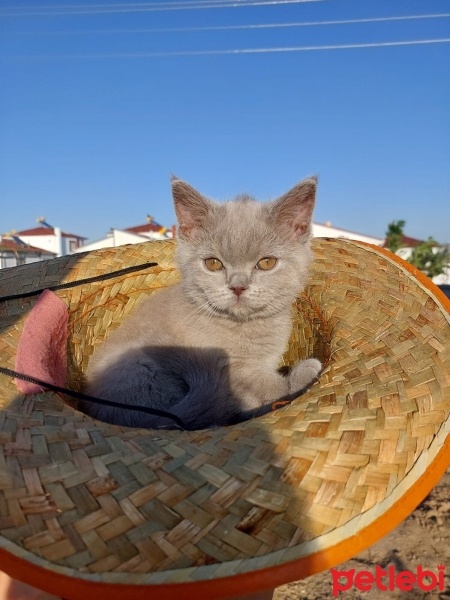 British Shorthair, Kedi  Mia fotoğrafı