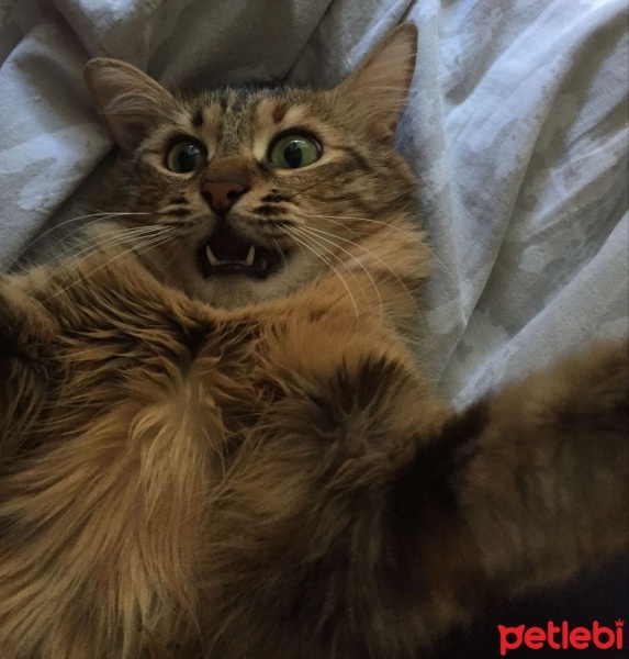 Tekir Kedi, Kedi  Tarçın fotoğrafı