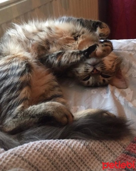 Tekir Kedi, Kedi  Tarçın fotoğrafı