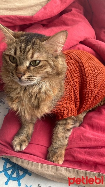 Tekir Kedi, Kedi  Tarçın fotoğrafı
