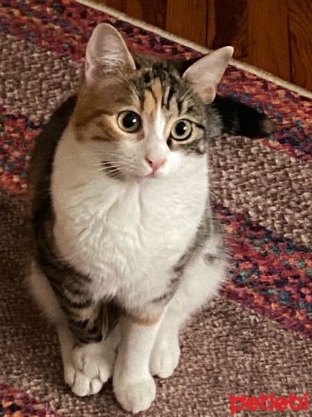 Tekir Kedi, Kedi  Kimyon fotoğrafı