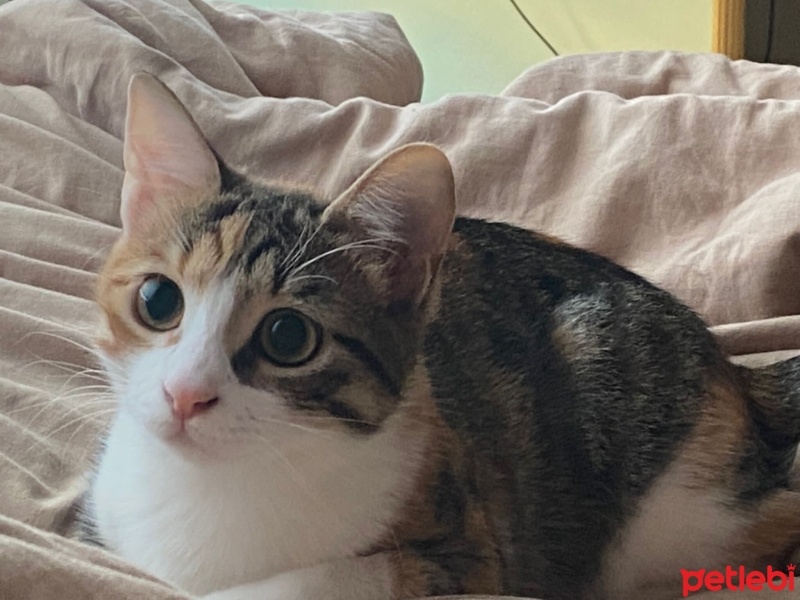 Tekir Kedi, Kedi  Kimyon fotoğrafı