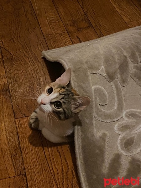 Tekir Kedi, Kedi  Kimyon fotoğrafı
