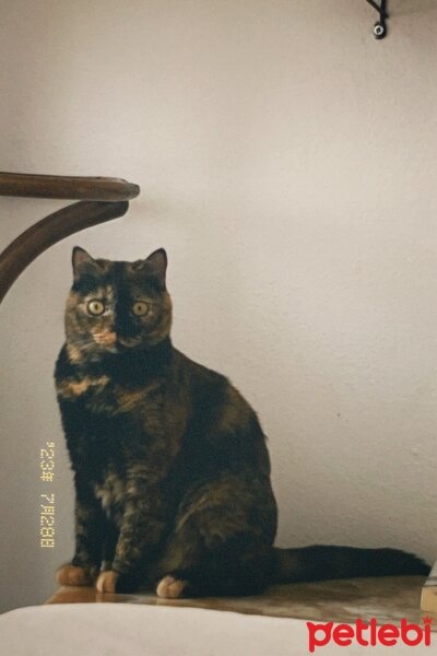 British Shorthair, Kedi  Suşi fotoğrafı