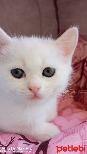 British Shorthair, Kedi  Pamuk fotoğrafı