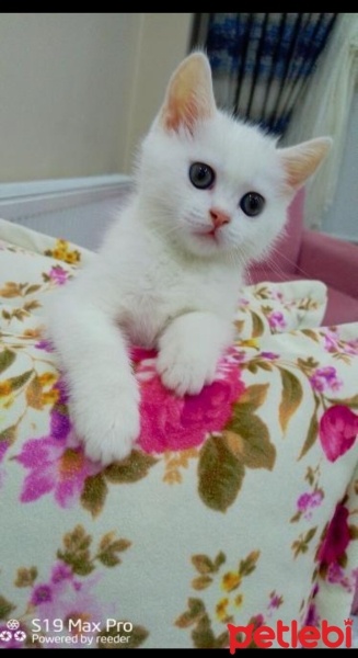 British Shorthair, Kedi  Pamuk fotoğrafı