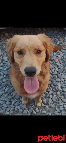 Golden Retriever, Köpek  Lili fotoğrafı