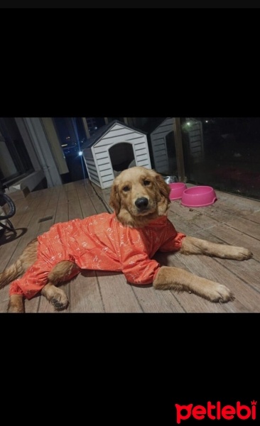 Golden Retriever, Köpek  Lili fotoğrafı