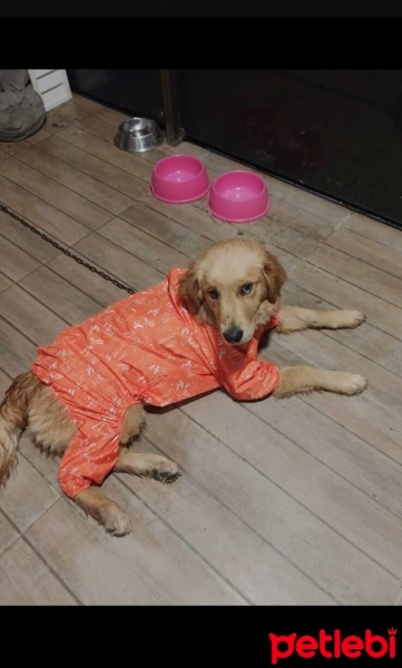 Golden Retriever, Köpek  Lili fotoğrafı