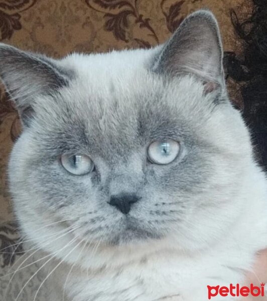 British Shorthair, Kedi  pascal fotoğrafı