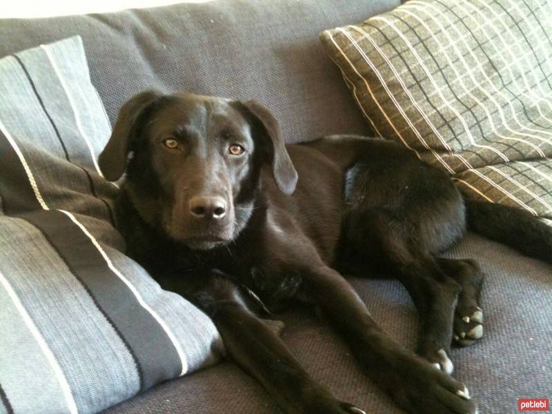 Labrador Retriever, Köpek  tanbo fotoğrafı