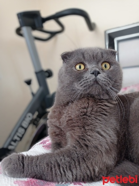 Scottish Fold, Kedi  Lokum fotoğrafı