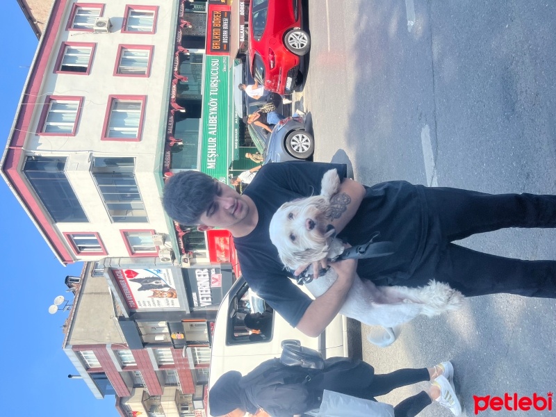 Maltese, Köpek  Puki fotoğrafı