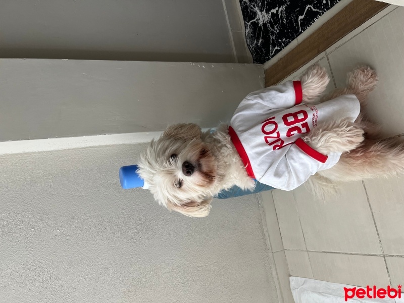 Maltese, Köpek  Puki fotoğrafı