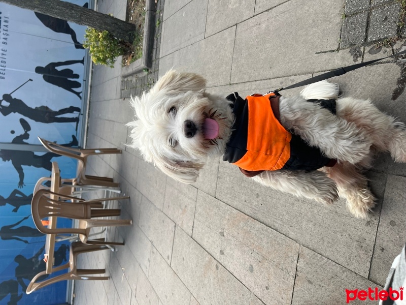 Maltese, Köpek  Puki fotoğrafı