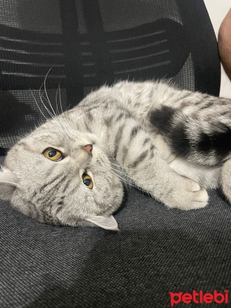 Scottish Fold, Kedi  PAŞA fotoğrafı