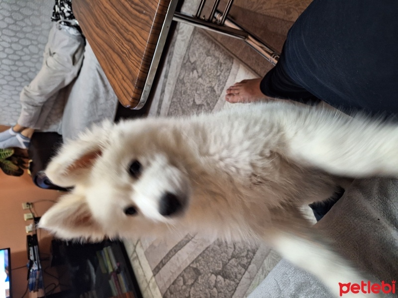Samoyed, Köpek  Anita fotoğrafı