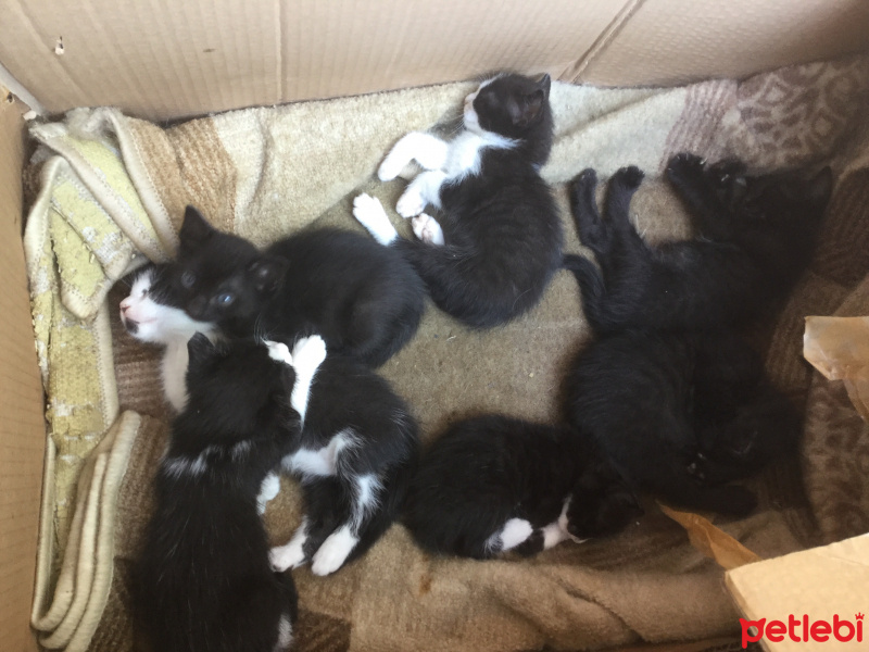 Tekir Kedi, Kedi  Fanatik fotoğrafı