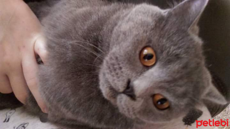 British Shorthair, Kedi  Shaggy fotoğrafı