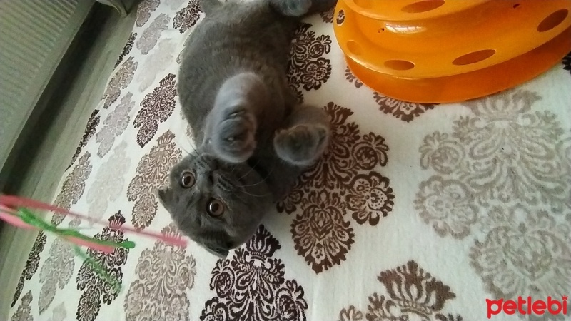 Scottish Fold, Kedi  SCOTTİSH FOLD fotoğrafı