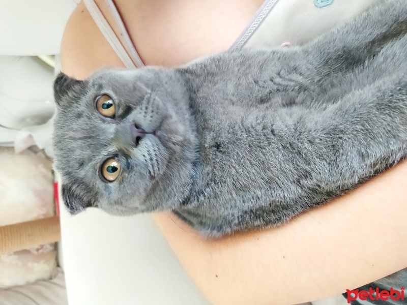 Scottish Fold, Kedi  SCOTTİSH FOLD fotoğrafı