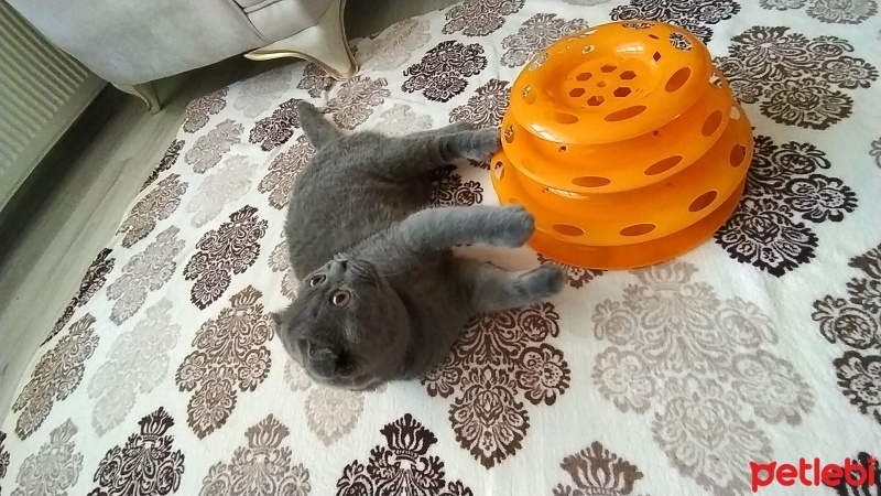 Scottish Fold, Kedi  SCOTTİSH FOLD fotoğrafı