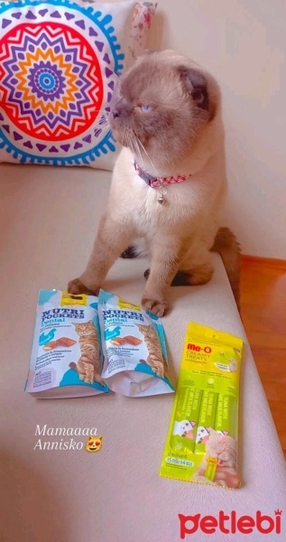 Scottish Fold, Kedi  Bulut fotoğrafı