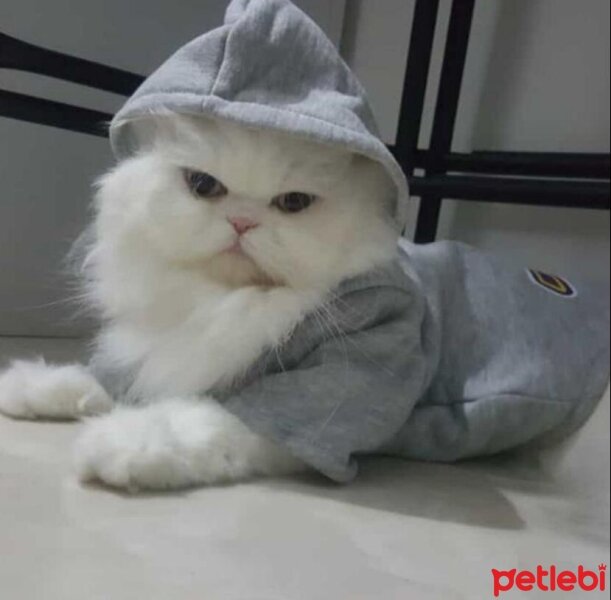 İran Kedisi (Persian), Kedi  Pixie fotoğrafı