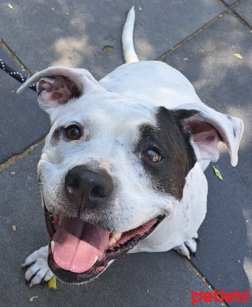 Dogo Arjantin, Köpek  Benek fotoğrafı
