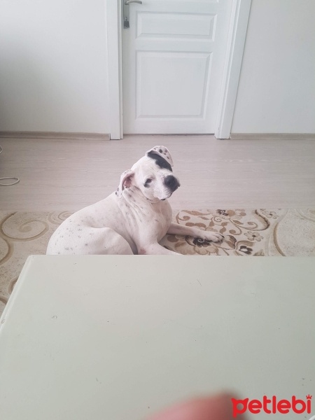 Dogo Arjantin, Köpek  Benek fotoğrafı