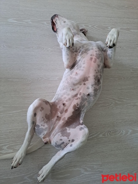 Dogo Arjantin, Köpek  Benek fotoğrafı